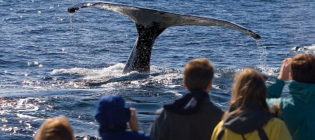 Cape Cod Whale watching.jpg